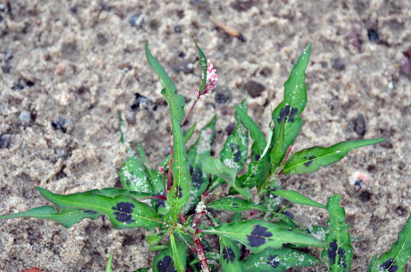 Image of Persicaria maculosa specimen.