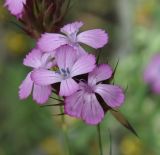 род Dianthus