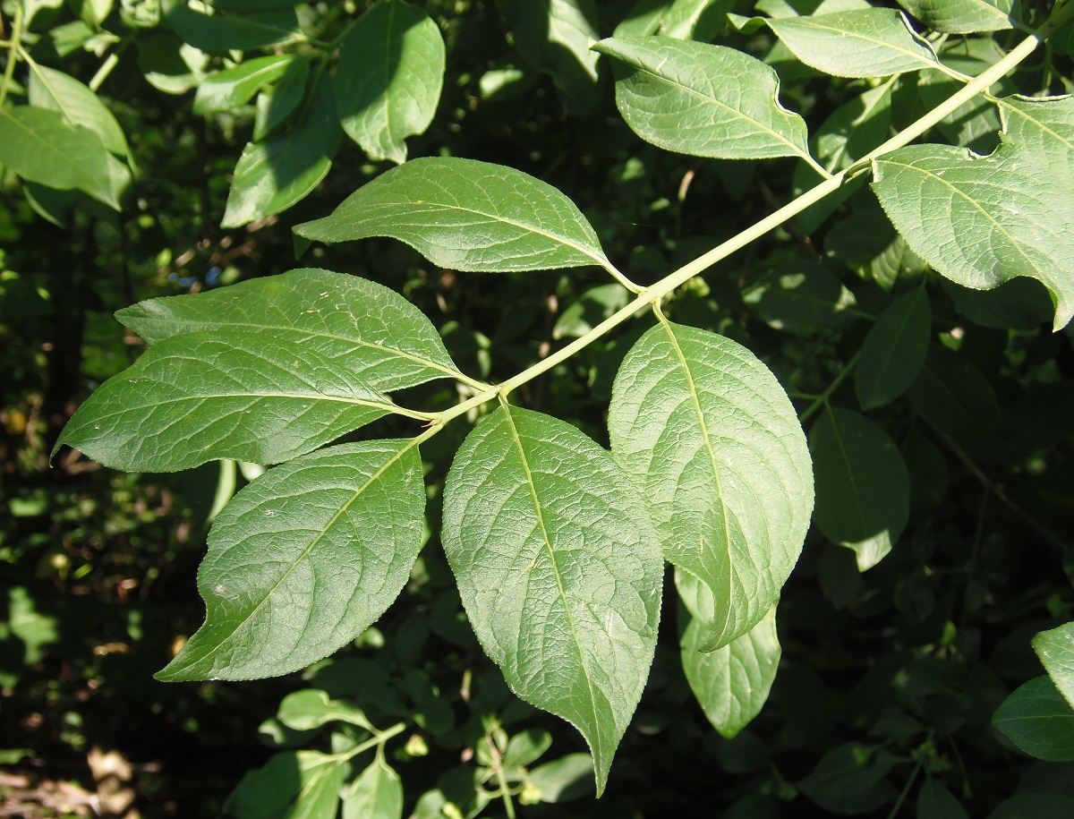 Изображение особи Euonymus europaeus.