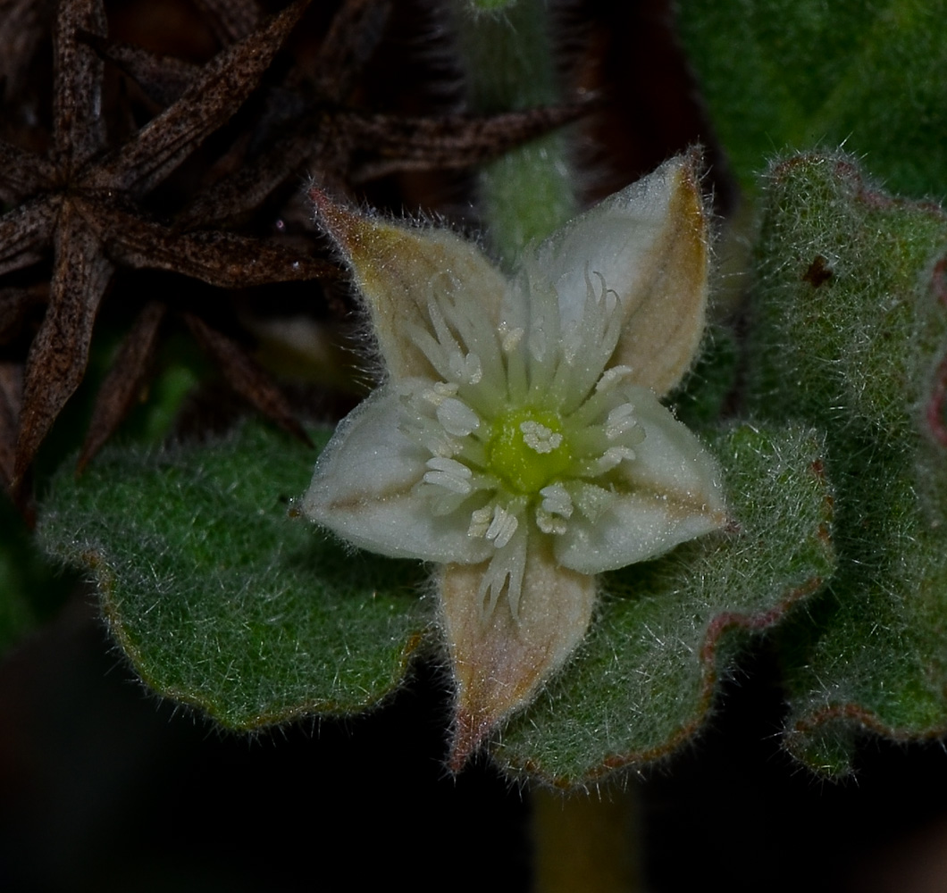 Image of Glinus lotoides specimen.