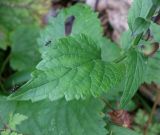 Scutellaria altissima