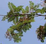 Sorbus koehneana