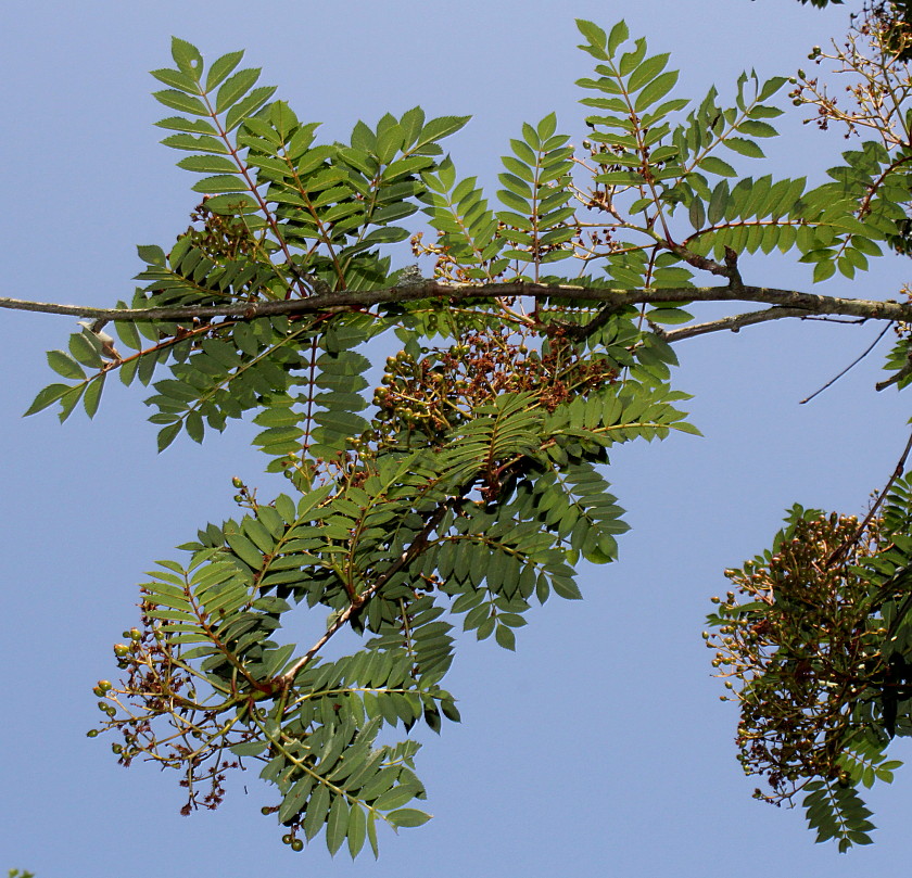 Image of Sorbus koehneana specimen.