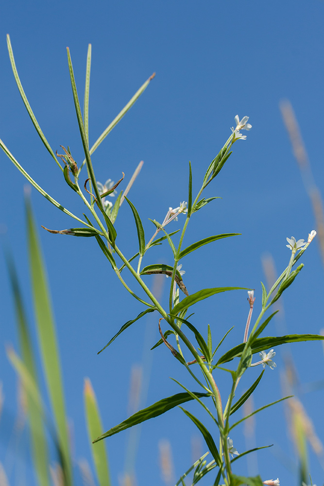 Image of Epilobium palustre specimen.