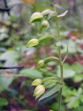 Epipactis helleborine