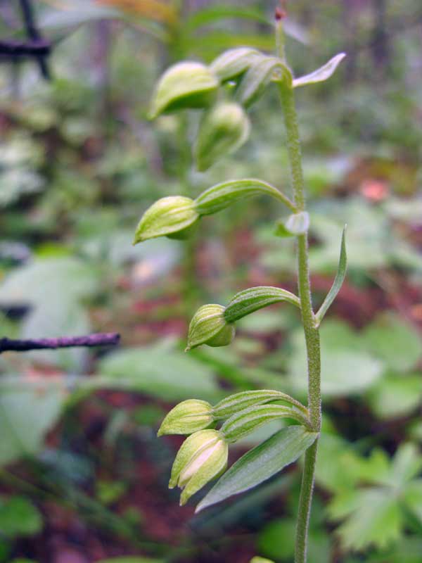 Image of Epipactis helleborine specimen.