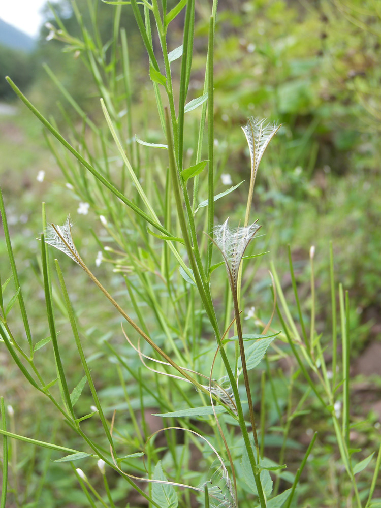 Image of Epilobium pseudorubescens specimen.