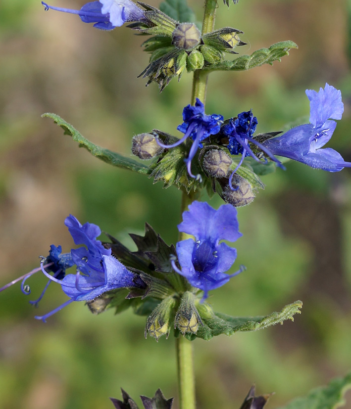 Image of Lophanthus chinensis specimen.