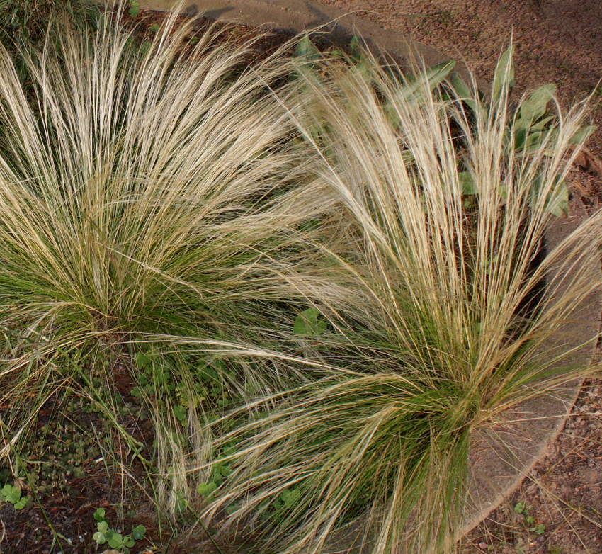 Изображение особи Stipa ucrainica.