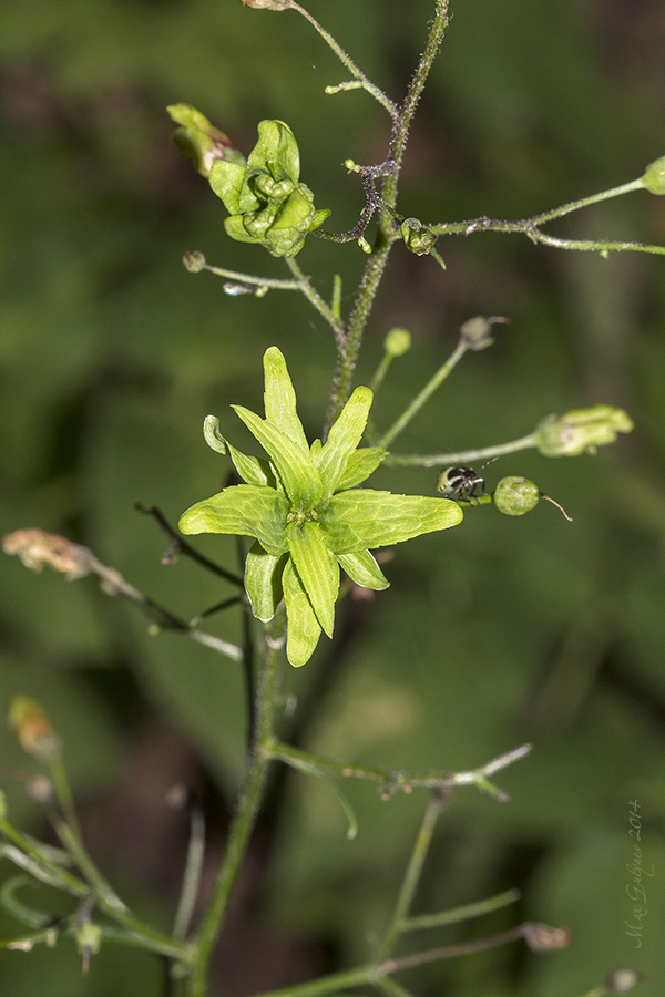 Изображение особи Scrophularia nodosa.