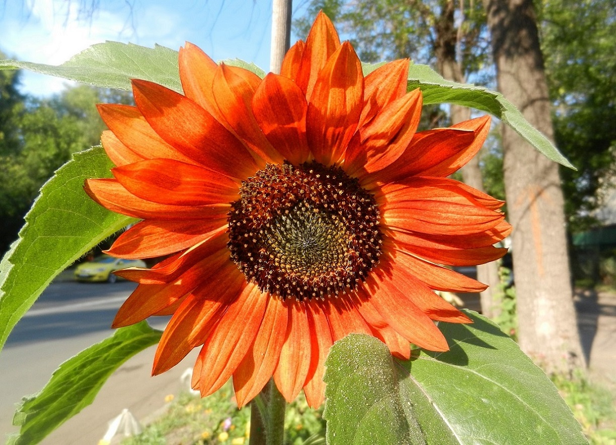 Изображение особи Helianthus annuus.