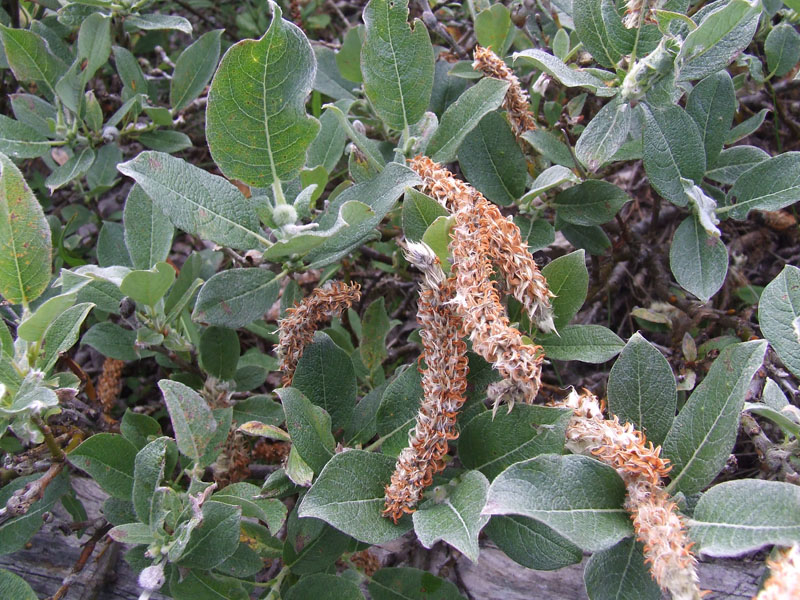 Image of Salix lanata specimen.