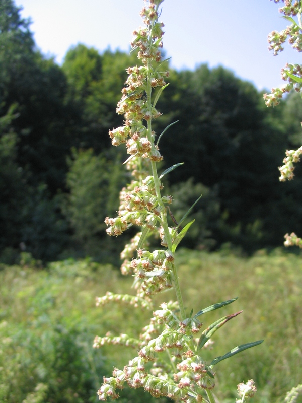 Image of Artemisia vulgaris specimen.