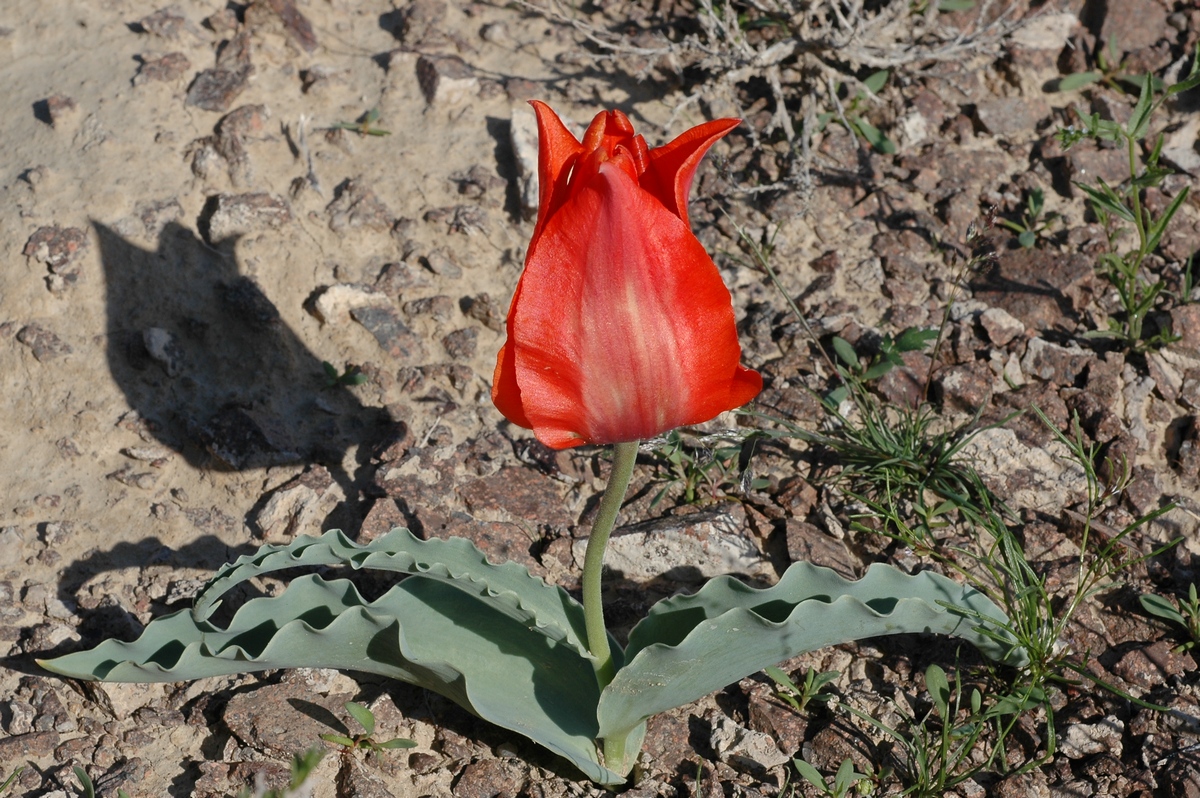 Изображение особи Tulipa alberti.