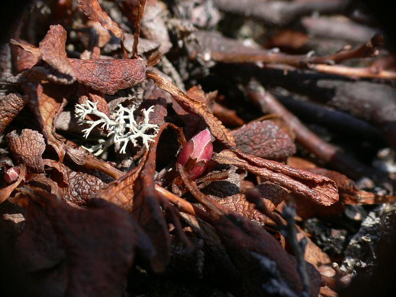 Image of Vaccinium praestans specimen.