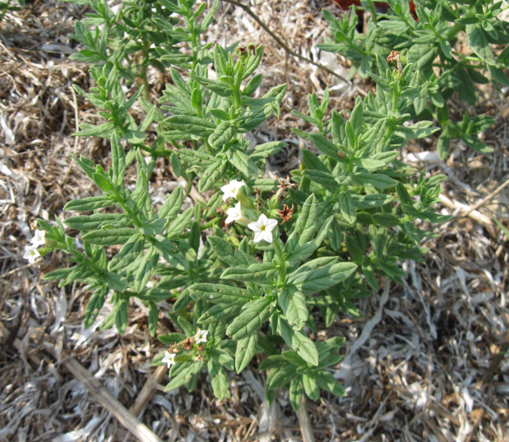 Image of Argusia sibirica specimen.