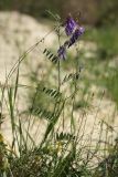 Vicia villosa. Цветущее растение в зарастающем карьере. Белгородская обл., пос. Борисовка. 01.07.2009.