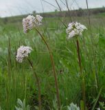 Valeriana tuberosa