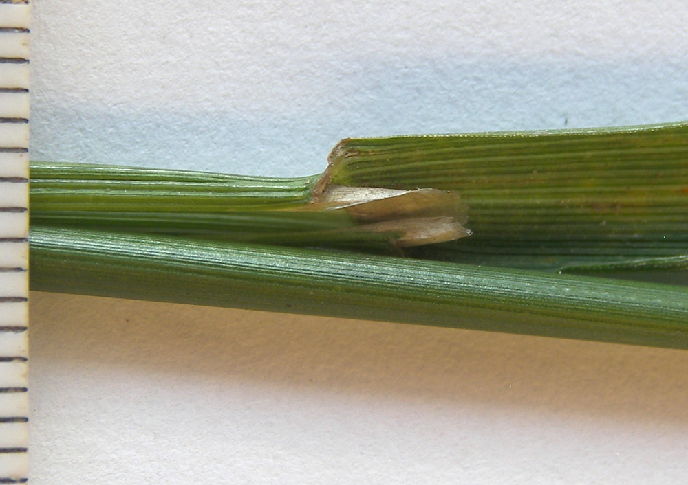 Image of Agrostis stolonifera specimen.