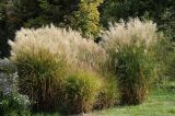 Miscanthus sinensis