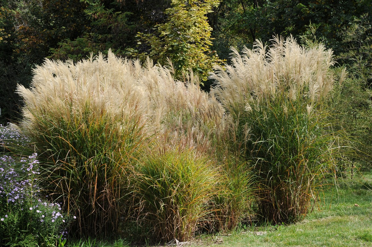 Изображение особи Miscanthus sinensis.