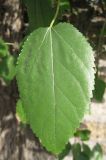 Image of taxon representative. Author is Владислав Григоренко