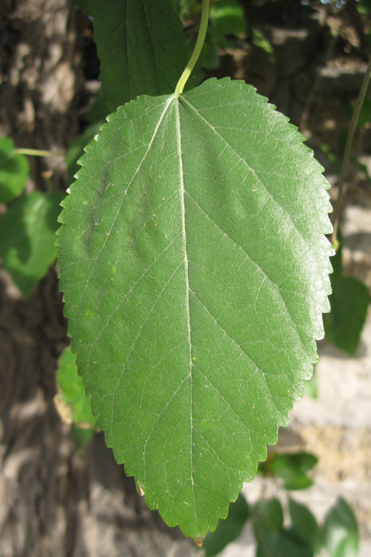 Image of Morus alba specimen.