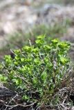 Euphorbia humilis. Зацветающее растение. Южный Казахстан, горы Алатау (Даубаба), Западное ущелье. 1500 м н.у.м. 19.05.2014.