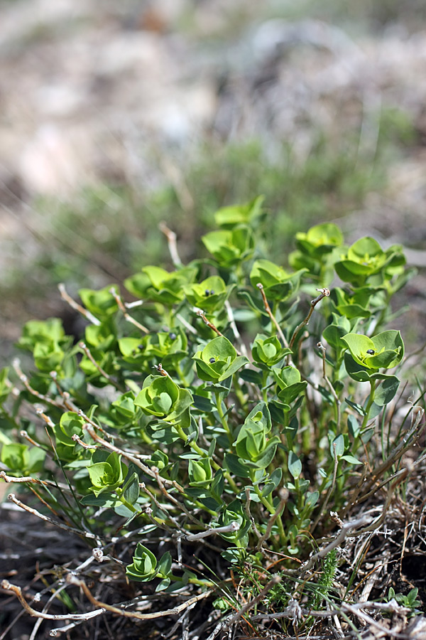 Image of Euphorbia humilis specimen.