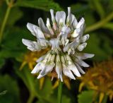 Trifolium repens. Соцветие с жуком на лепестке цветка. Московская обл., Раменский р-н, окр. ж.-д. платформы Хрипань, просека под ЛЭП. 10.07.2015.