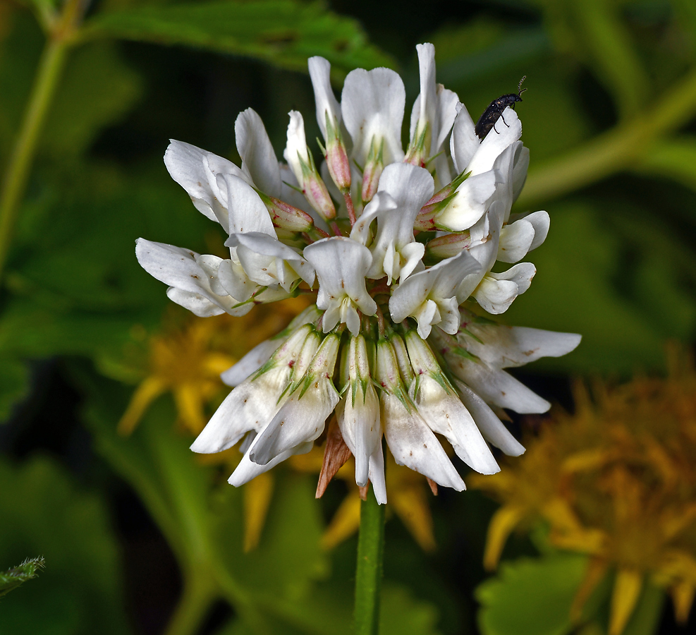 Image of Trifolium repens specimen.