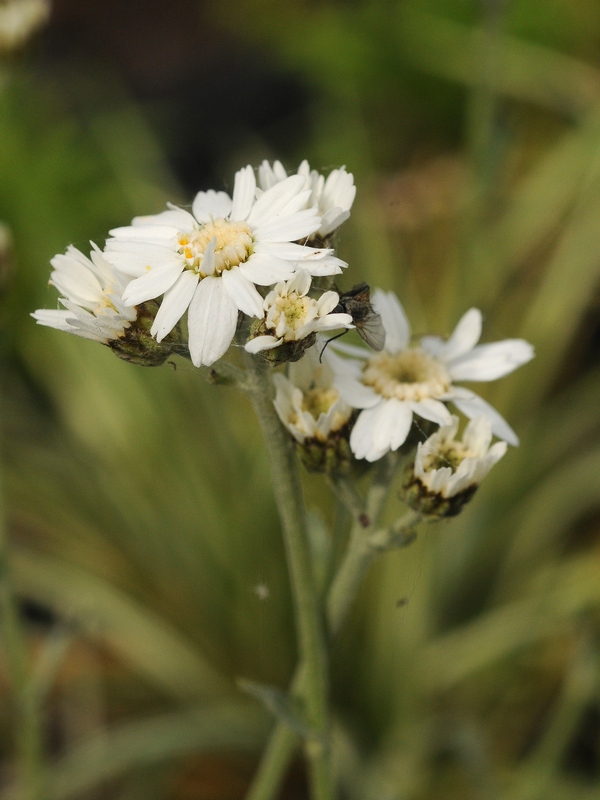 Изображение особи Achillea ageratifolia.