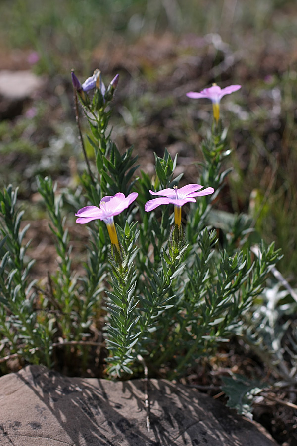 Image of Linum olgae specimen.