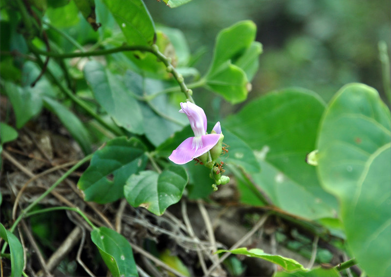 Image of Canavalia cathartica specimen.