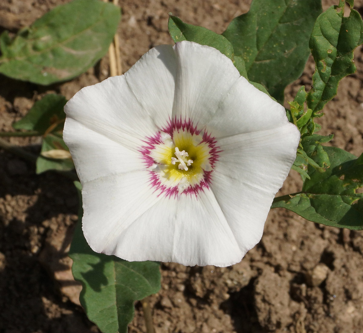 Изображение особи Convolvulus arvensis.