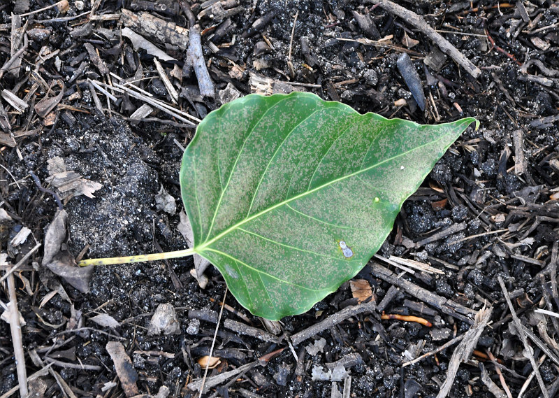 Изображение особи Ficus rumphii.