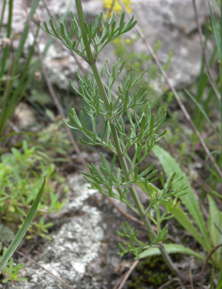 Изображение особи Teucrium orientale.