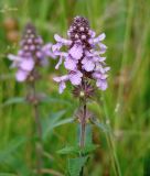 Stachys palustris