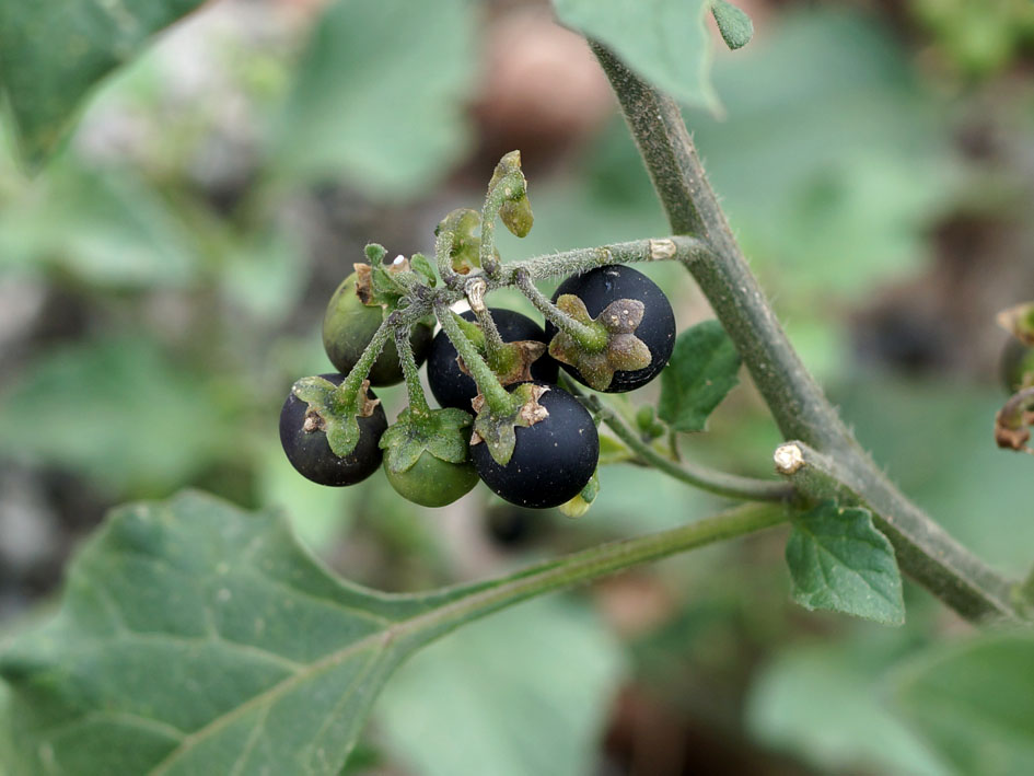 Изображение особи Solanum nigrum.