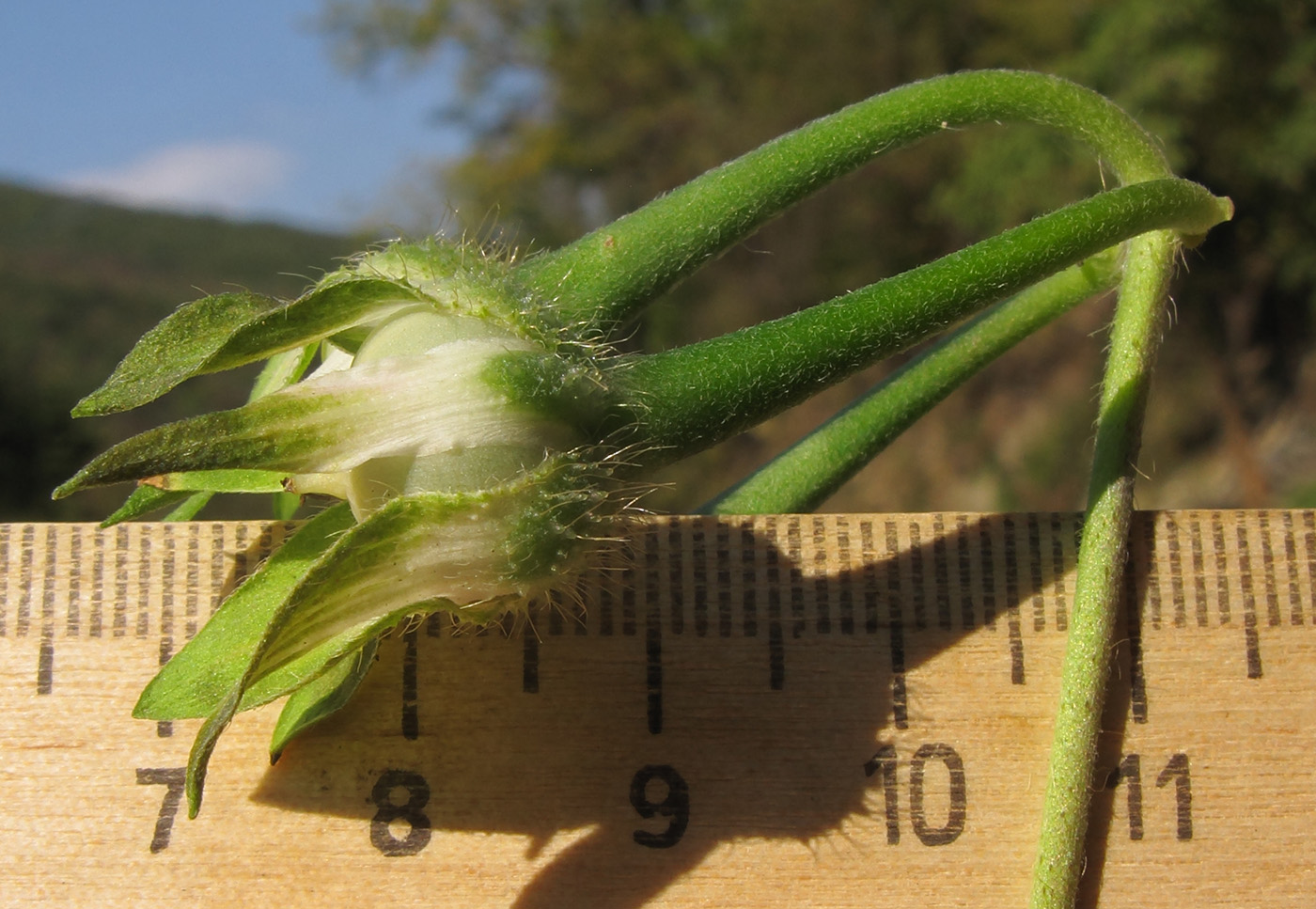 Image of Ipomoea purpurea specimen.