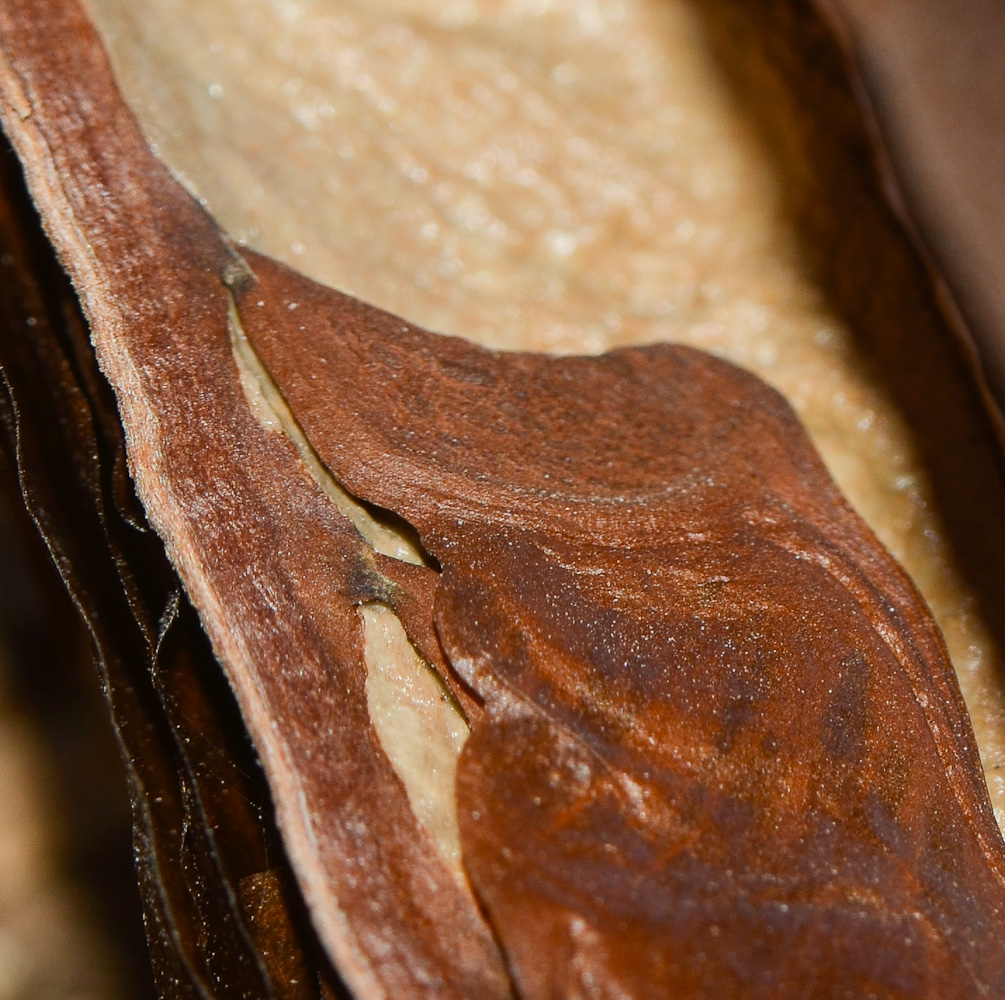 Image of Pterospermum acerifolium specimen.