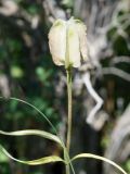 Fritillaria walujewii