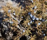 Juniperus sabina. Ветки с прошлогодними шишкоягодами. Кыргызстан, Нарынская обл., правый берег р. Нарын, ниже слияния с р. М. Нарын. 07.03.2015.