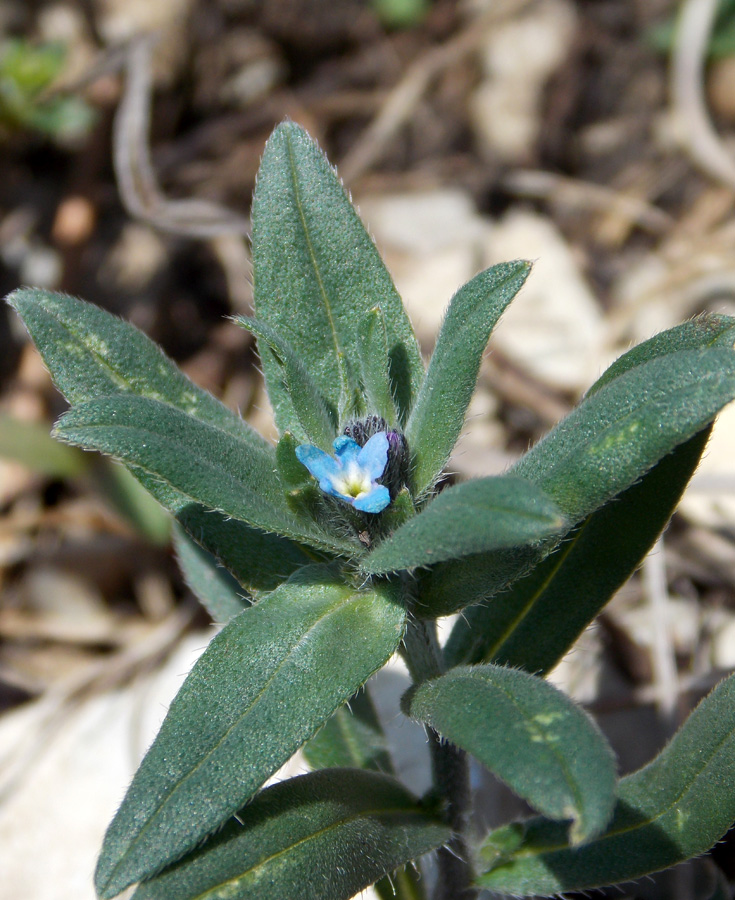 Image of Buglossoides arvensis specimen.