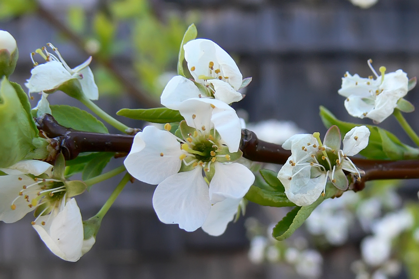 Image of Prunus domestica specimen.