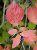 Viburnum burejaeticum