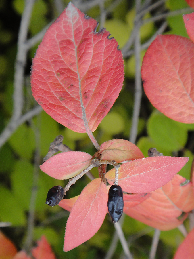 Изображение особи Viburnum burejaeticum.