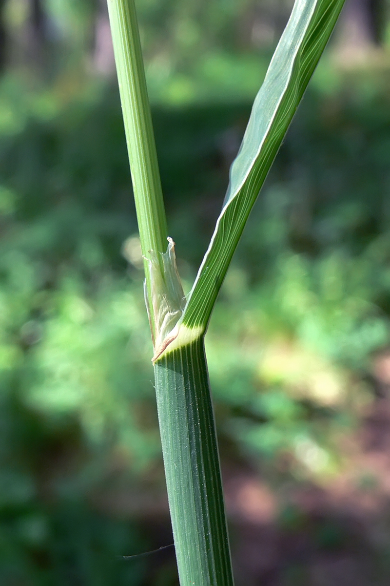 Изображение особи Dactylis glomerata.