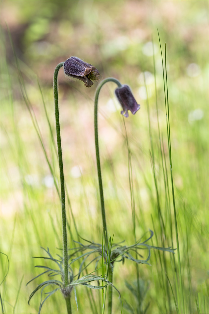 Изображение особи Pulsatilla pratensis.