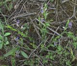 Polygala sibirica. Цветущее растение. Белгородская обл., Губкинский р-н, запов. «Белогорье», Ямская степь. 14 июня 2009 г.